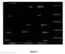 Fig. 12 - Human embryonic stem cell clones