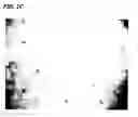 Fig. 04 - Novel cellular function regulating agent produced by a chondrocyte capable of hypertrophication