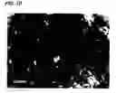 Fig. 05 - Novel cellular function regulating agent produced by a chondrocyte capable of hypertrophication