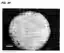 Fig. 12 - Novel cellular function regulating agent produced by a chondrocyte capable of hypertrophication