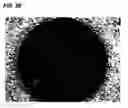 Fig. 13 - Novel cellular function regulating agent produced by a chondrocyte capable of hypertrophication