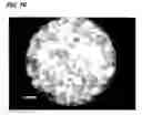 Fig. 23 - Novel cellular function regulating agent produced by a chondrocyte capable of hypertrophication