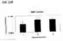 Fig. 28 - Novel cellular function regulating agent produced by a chondrocyte capable of hypertrophication