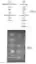 Fig. 03 - Method for seriological diagnosis and determination of immunisation status, comprising various controls