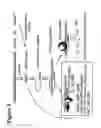 Fig. 04 - RNA interference mediated inhibition of gene expression using short interfering nucleic acid (siNA)