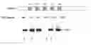 Fig. 01 - Development of influenza A antivirals