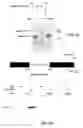 Fig. 03 - Development of influenza A antivirals