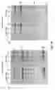 Fig. 09 - Development of influenza A antivirals