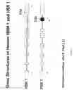 Fig. 02 - Secreted protein factor and cell membrane-bound splice variant