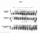 Fig. 05 - Comparative genomic hybridization