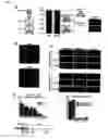 Fig. 03 - Centromeric protein shugoshin