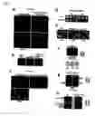 Fig. 07 - Centromeric protein shugoshin