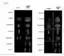 Fig. 09 - Centromeric protein shugoshin