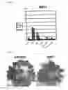 Fig. 11 - Centromeric protein shugoshin