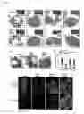 Fig. 12 - Centromeric protein shugoshin