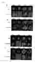 Fig. 13 - Centromeric protein shugoshin