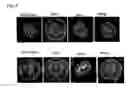 Fig. 14 - Centromeric protein shugoshin