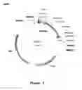 Fig. 08 - Method for gene identification signature (GIS) analysis