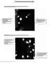 Fig. 08 - Differential analysis of cell surface proteins on closed membrane structures by labelling with dyes in the presence of an internal standard