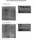 Fig. 09 - Differential analysis of cell surface proteins on closed membrane structures by labelling with dyes in the presence of an internal standard