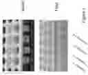 Fig. 06 - COMPOSITIONS FOR SEPARATION OF A PLURALITY OF DISTINCT TARGETS FROM A SAMPLE