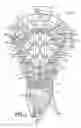 Fig. 02 - Lacrosse head netting with a shallow pocket
