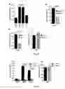 Fig. 07 - METHOD FOR THE TREATMENT OF GOUT OR PSEUDOGOUT