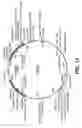 Fig. 13 - Methods for making Apo-2 ligand using divalent metal ions