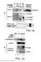 Fig. 03 - Signal transduction protein TAB2
