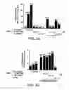 Fig. 04 - Signal transduction protein TAB2