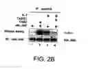 Fig. 05 - Signal transduction protein TAB2
