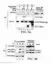Fig. 06 - Signal transduction protein TAB2