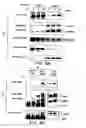 Fig. 07 - Signal transduction protein TAB2