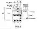 Fig. 08 - Signal transduction protein TAB2