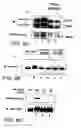 Fig. 09 - Signal transduction protein TAB2
