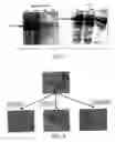 Fig. 09 - Modulating cancer cell characteristics