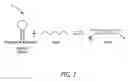 Fig. 02 - Methods and sequences to preferentially suppress expression of mutated huntingtin
