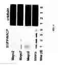 Fig. 06 - Method of treating neurodegenerative disease