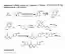 Fig. 07 - Selective androgen receptor modulators for treating muscle wasting