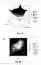 Fig. 05 - POLYCYCLIC PHENOLIC COMPOUNDS AND USE IN TREATING VIRAL INFECTIONS