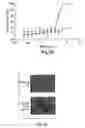 Fig. 10 - Erastin analogs and uses thereof