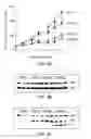Fig. 10 - Substituted benzimidazoles and methods of their use