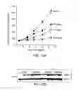 Fig. 13 - Substituted benzimidazoles and methods of their use