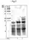 Fig. 03 - Purification of peptides from colostrum