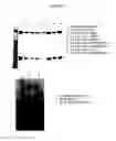 Fig. 17 - Optimized proteins that target Ep-CAM