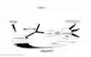 Fig. 19 - Optimized proteins that target Ep-CAM