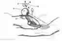 Fig. 01 - Practitioner-mounted micro vein enhancer