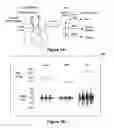 Fig. 02 - Assessing autonomic activity using baroreflex analysis