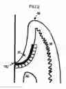 Fig. 03 - GUM MASSAGER
