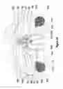 Fig. 24 - Method, apparatus, surgical technique, and stimulation parameters for autonomic neuromodulation for the treatment of obesity